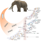Image for article titled This Elephant-Like Giant Roamed South America for 2 Million Years